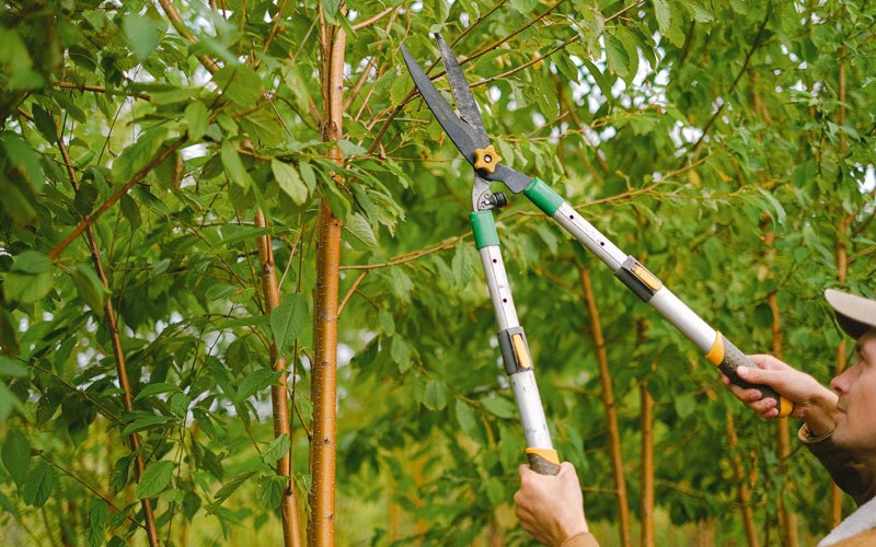 Tree trimming in Morrilton, AR